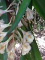 /album/orquideas-e-bromelia-na-fazenda-monte-sinai/fazendas-sustentaveis-276-jpg/